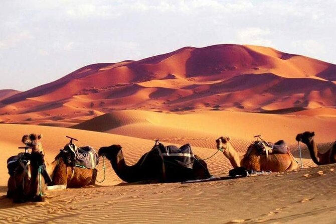 Full-Day Desert Safari Jeep Tour in Ash Sharqiyah Governorate - What $139 gets you