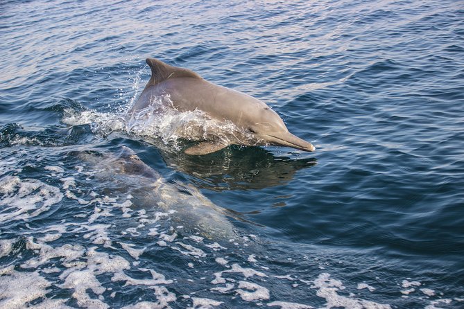 Full-Day Dhow Cruise in Khasab Musandam - What $56.66 Includes, and What It Does Not