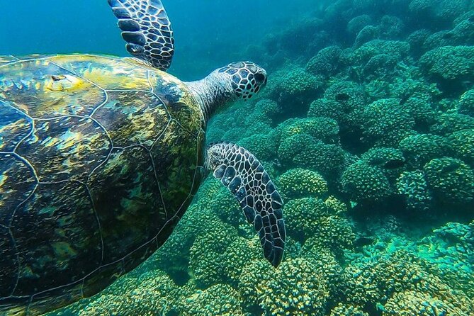 Full Day Dimaniyat Island Excursion - Snorkeling over coral and turtle territory