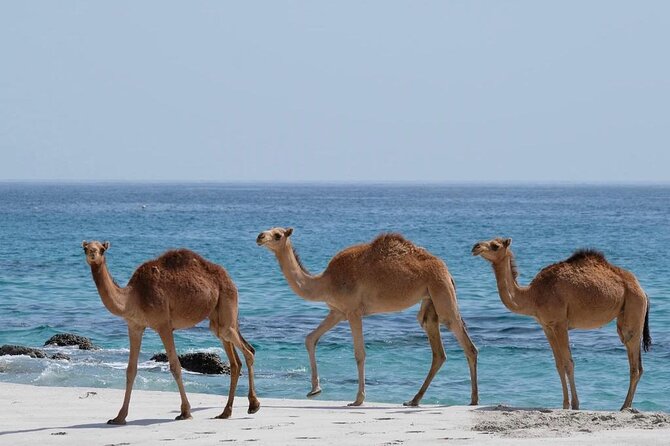 Full Day Guided Salalah a Combination of East and West tour - One private day across Salalah’s east and west