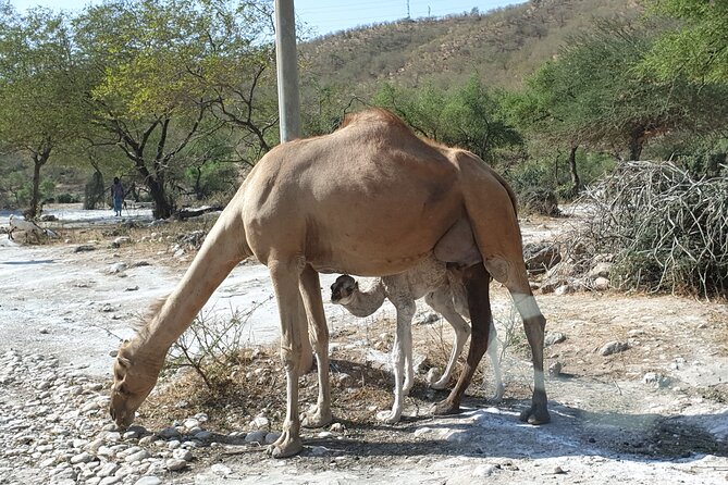 Full Day Guided Salalah a Combination of East and West tour - Wadi Darbat and the changing face of Salalah