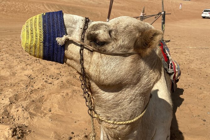 Full-Day Private Tour of Wahiba Sands Desert and Wadi Bani Khalid - Who should book this Oman day trip?