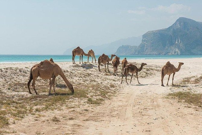 Full day west tour of Salalah - Is $220 per person a fair price?