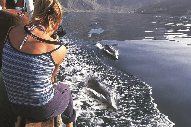 Half Day Dolphin Watching Musandam Dhow Cruise - Telegraph Island, swimming, and snorkeling time