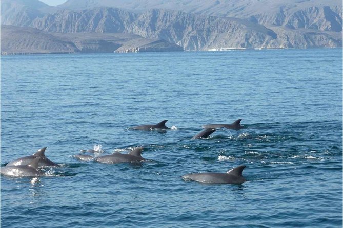 Half Day Dolphin Watching Musandam Dhow Cruise - Booking, cancellation, and weather details
