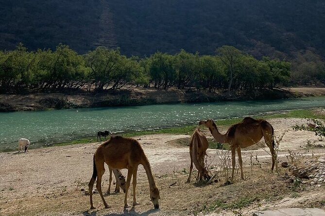 Half-Day Private Salalah East Tour - Taqah beach and the eastern coast