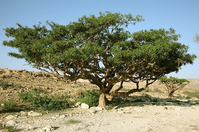 Historical Salalah City Tour - Sultan Qaboos Mosque: Start With Practical Respect