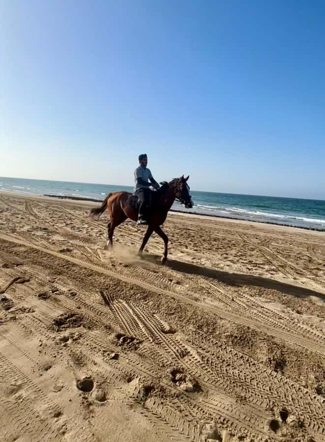 Horse riding in muscat beach - Horse welfare and the feel of the ride