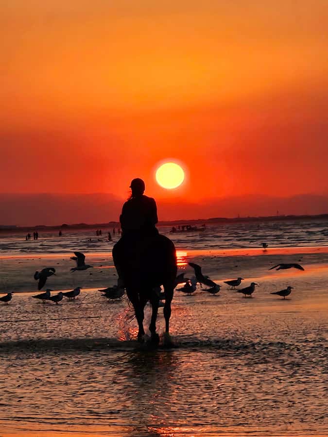 Horse Riding Oman - 2 hour ride - Arriving at Al Sawadi Beach from Muscat