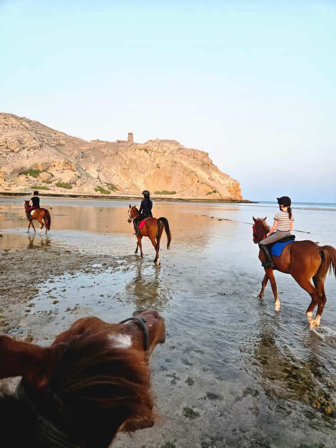 Horse Riding Oman - 2 hour ride - Following the Beach at a Beginner-Friendly Pace