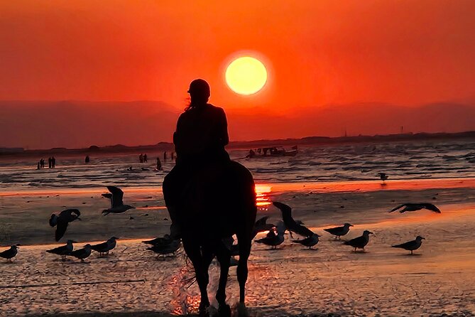 Horseback Riding Muscat Beach - Suleman’s Role as Guide and Photographer