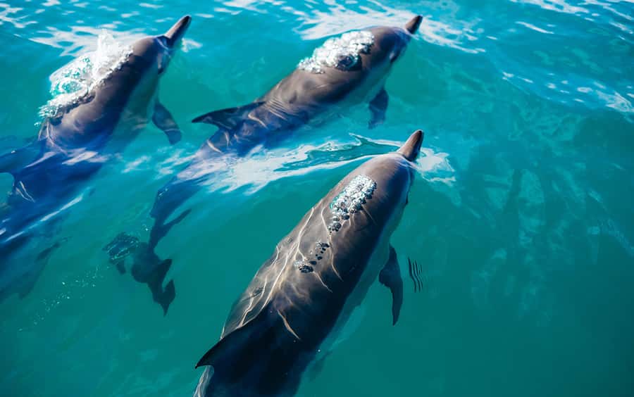 Khasab: Dolphin Watching Day Tour with Snorkeling & Lunch - Looking for dolphins in the wild