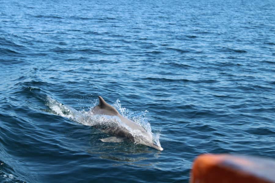 Khasab: Half-Day Dhow Cruise, Dolphin Watching, & Snorkeling - Dolphin Watching Near a Fishing Village