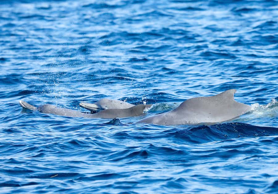 Khasab: Half-Day Dhow Cruise with Dolphin Watching - How the $37 price measures up