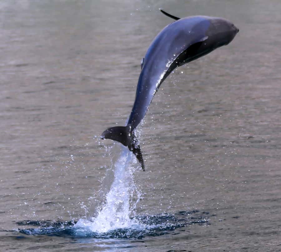 Khasab: Half-Day Dhow Cruise with Dolphin Watching - Should you book the Khasab dhow cruise?