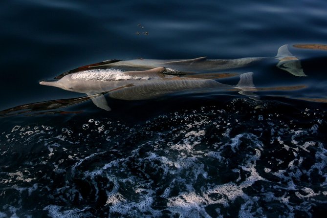 Khasab Musandam Full day dhow cruise - Dolphins, photos, and quiet stretches at sea