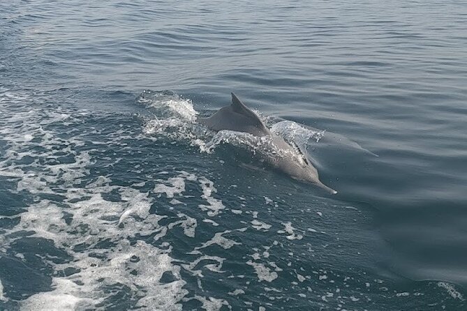 Khasab Musandam Full Day dhow cruise with lunch and Snorkeling - Crew Service and the Feel of the Day