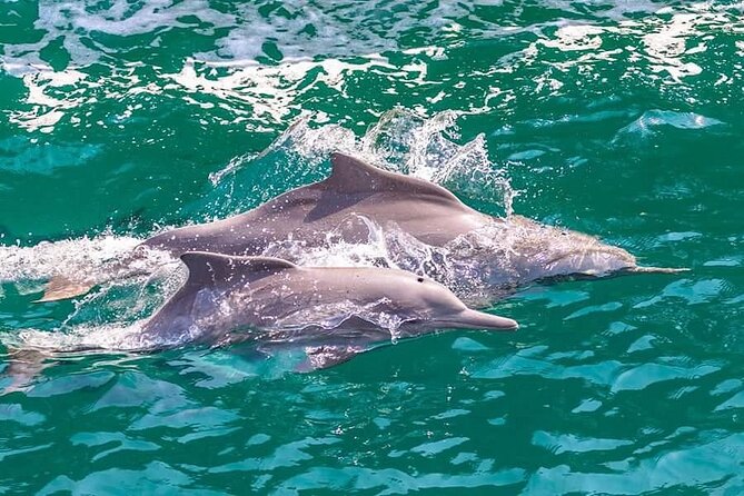 Khasab Musandam Full Day dhow cruise with lunch and Snorkeling - Starting at Khasab Harbor at 10:00