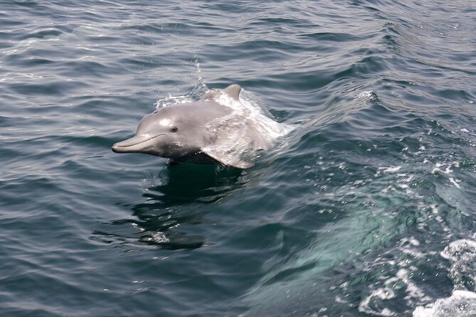 Khasab Musandam Half Day Dhow Cruise and Snorkeling Trip - Practical tips for a smoother cruise