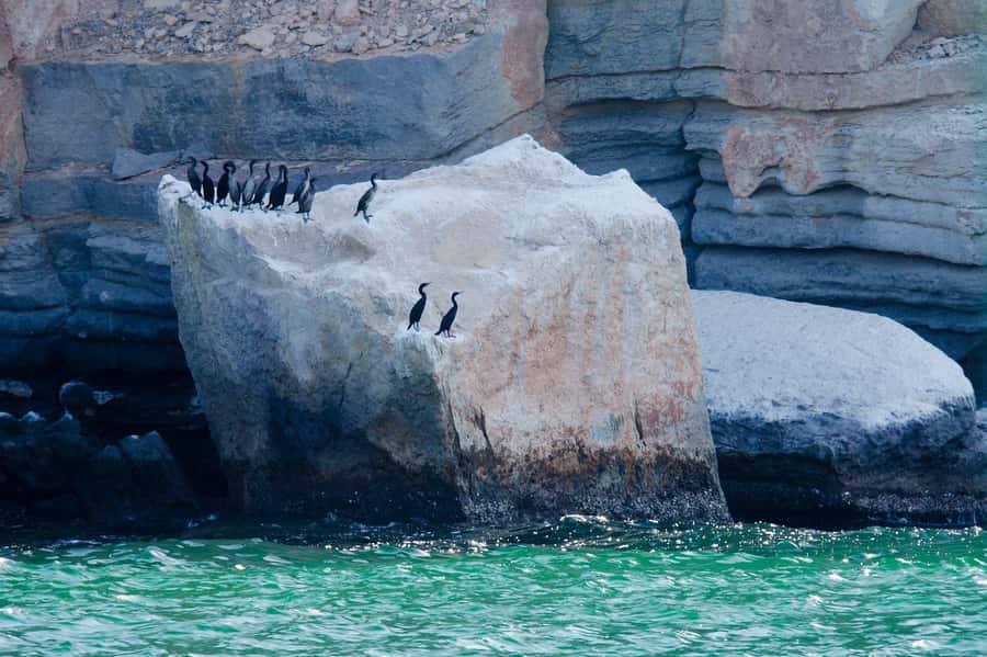 Khasab Musandam |Telegraph Island |Dhow Cruise | Dolphins - Seebi Island for a second water stop