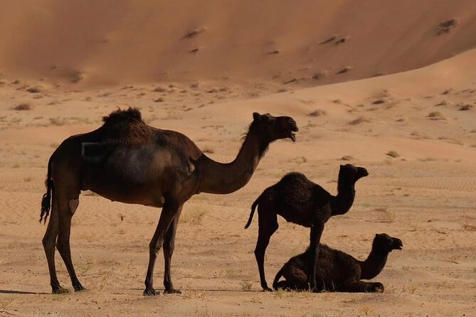 Luxury Overnight Desert Safari in Salalah - Ubar, the desert city with a powerful story