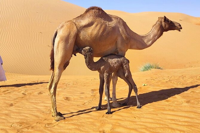 Luxury Overnight Desert Safari in Salalah - A Bedouin-style dinner beside the fire