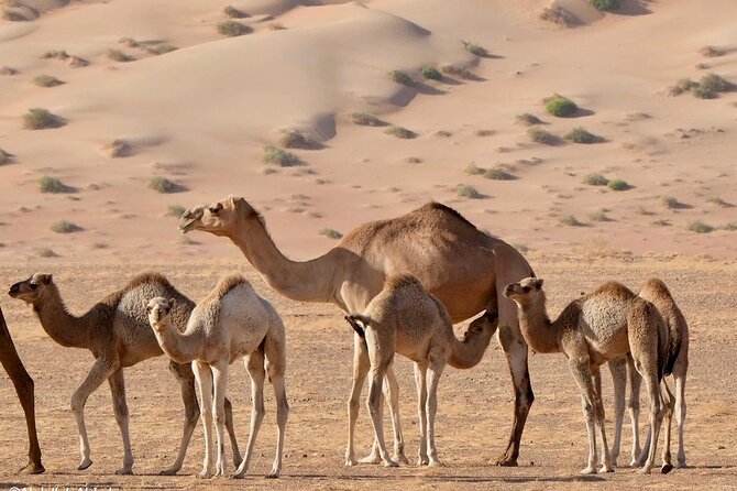 Luxury Sunset Desert Safari - Wubar, the lost city of the southern desert