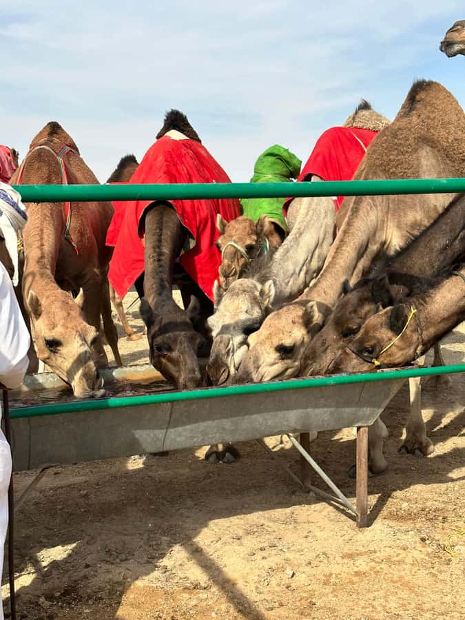 Luxury Sunset Desert Safari at Salalah Empty Quarter - Ubar, the lost city beside the desert