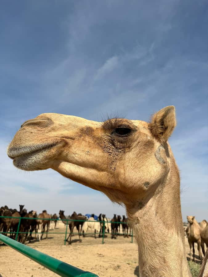 Luxury Sunset Desert Safari at Salalah Empty Quarter - Black camels and a working desert stop
