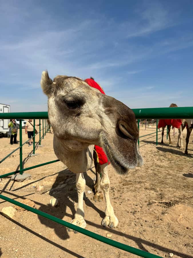Luxury Sunset Desert Safari at Salalah Empty Quarter - Guide quality and vehicle comfort