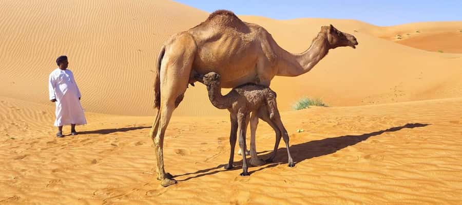 Magical Desert Safari By Land Cruise in Empty Quarter - From Salalah to the Nejd Desert