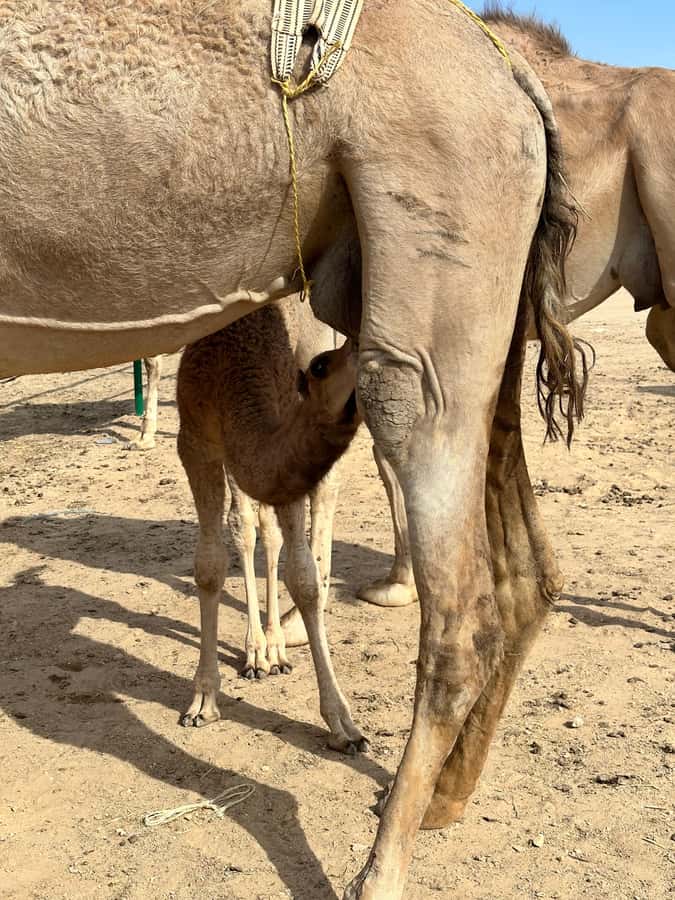 Magical Desert Safari By Land Cruise in Empty Quarter - Ubar, the Atlantis of the Sand