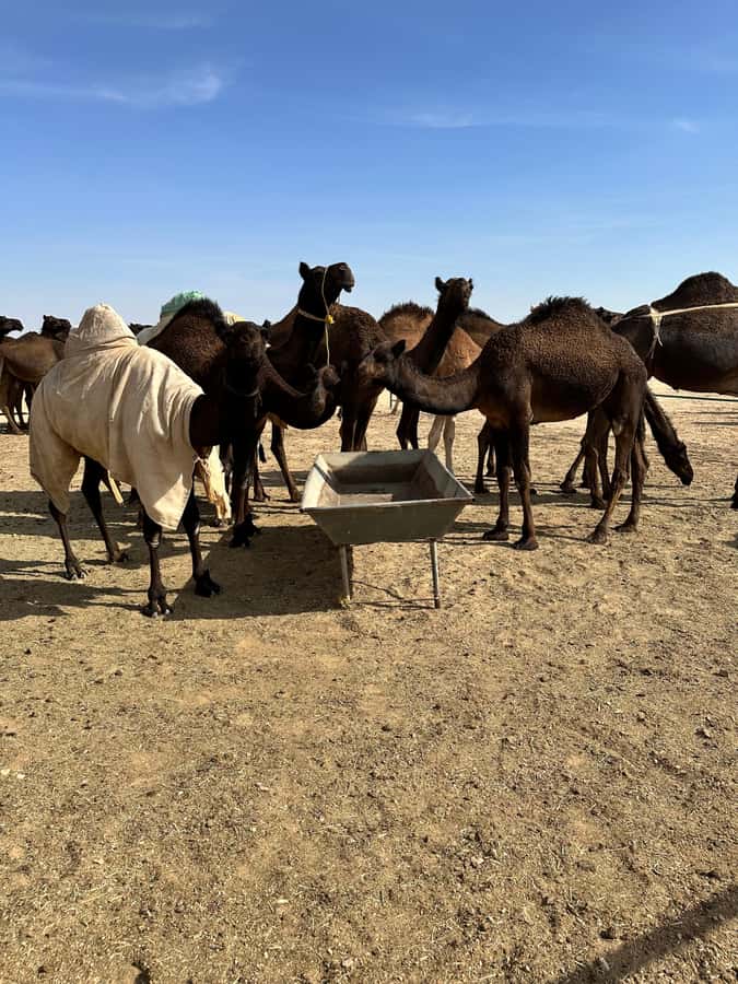 Magical Desert Safari By Land Cruise in Empty Quarter - Black Camels in the Arabian Desert