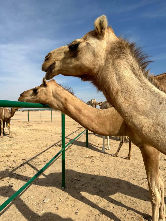 Magical Desert Safari By Land Cruise in Empty Quarter - Dune Bashing in a 4WD