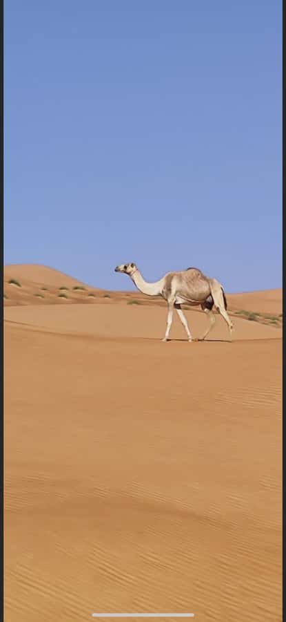 Magical Desert Safari By Land Cruise in Empty Quarter - Sunset at the Top of the Dunes