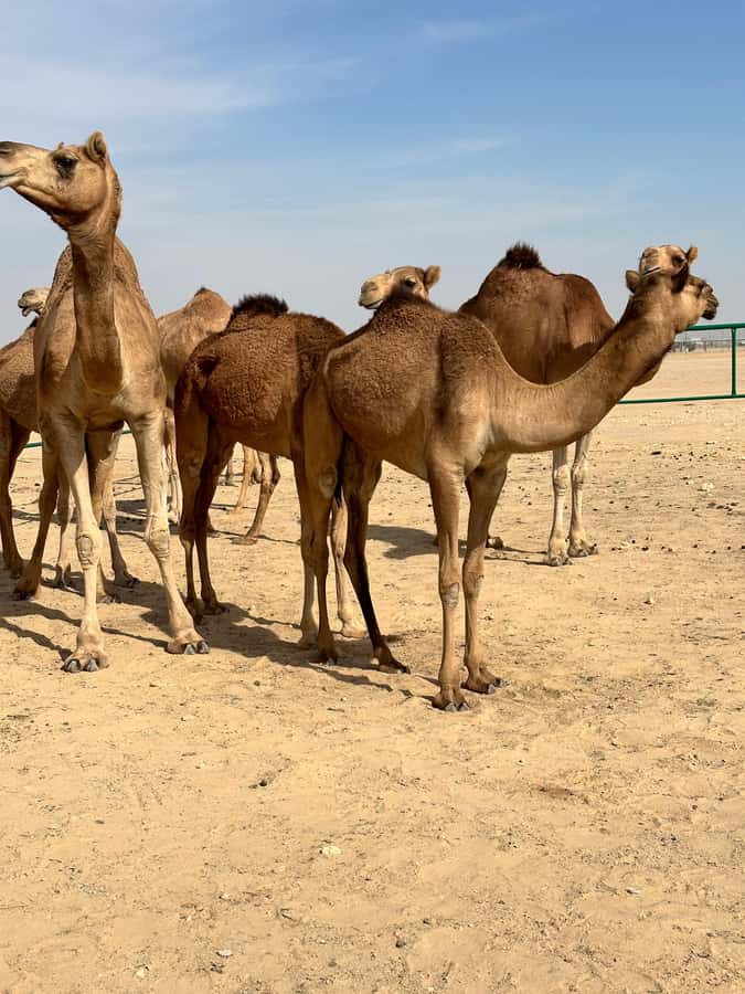 Magical Desert Safari By Land Cruise in Empty Quarter - What the Guides Add