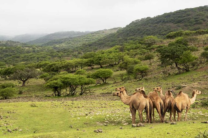 Mountain Safari, Camels, waterfalls & lunch (Group Tour) - Taqah, the fishing town and castle