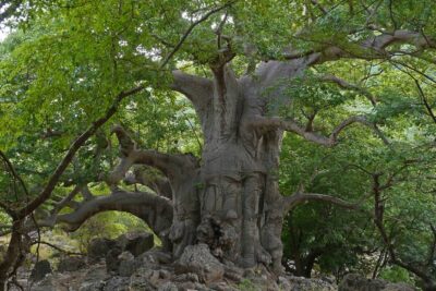 Mountain Tour – Darbat falls, Jebel Samhan, sinkholes, baobabs