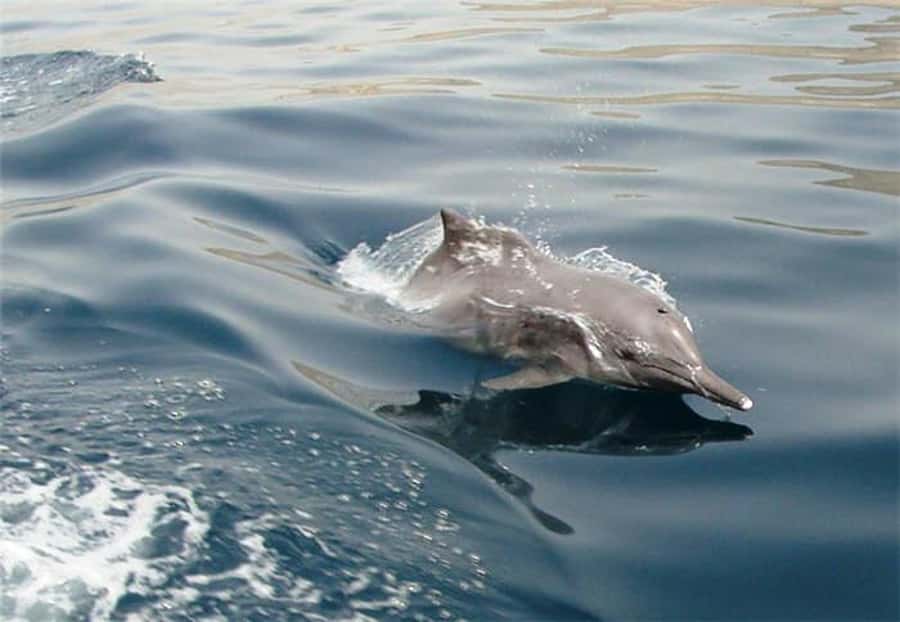 Musandam Khasab Full-Day Cruise with Transfers & Lunch - Boarding the dhow at 10:00
