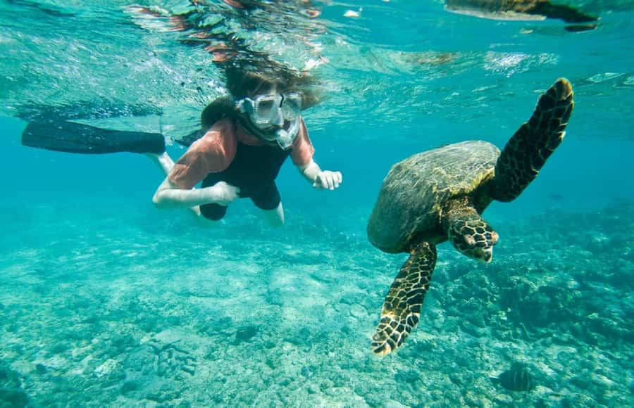 Muscat: 4-Hour Snorkeling Tour with Dolphin watching - What this Muscat sea trip is really like