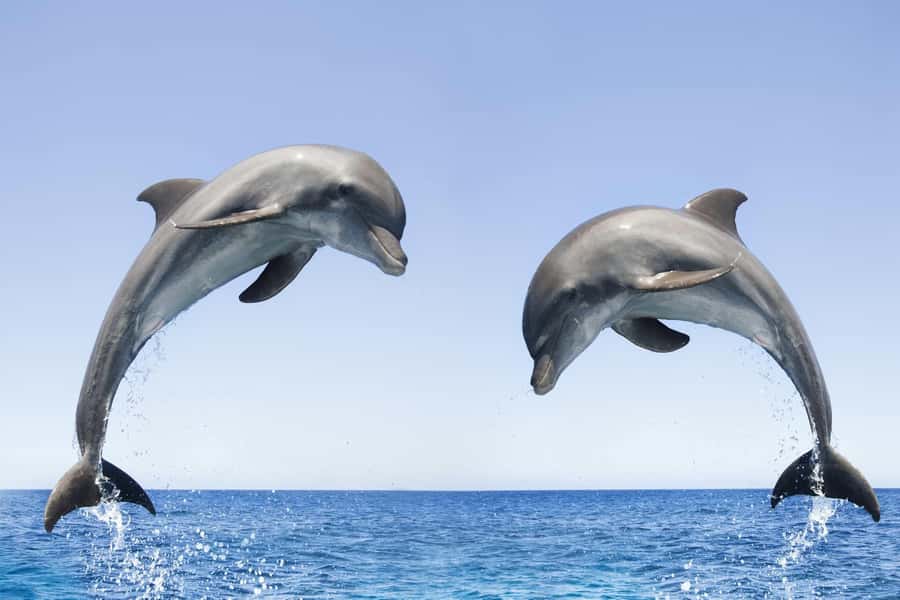 Muscat: 4-Hour Snorkeling Tour with Dolphin watching - A strong record for organization
