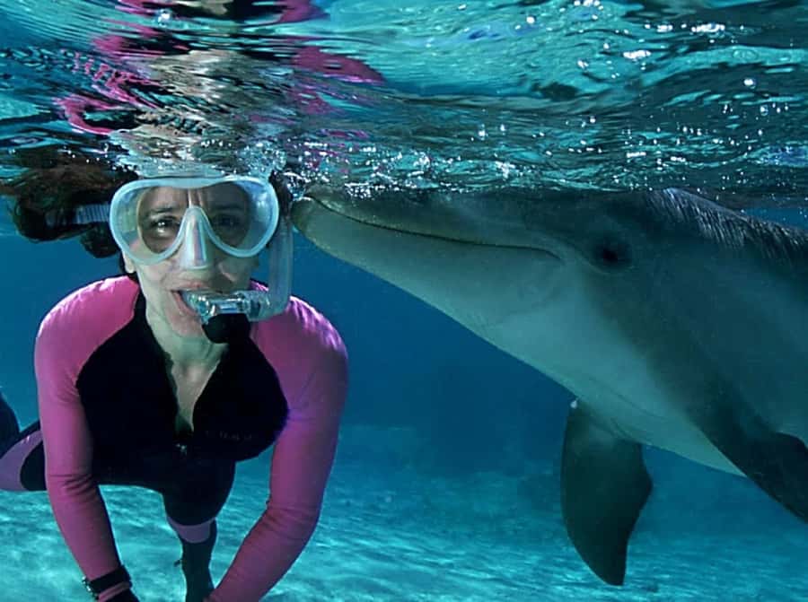 Muscat: 4-Hour Snorkeling Tour with Dolphin watching - Should you book this Muscat snorkeling tour?
