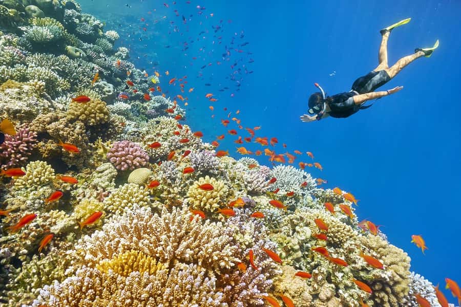 Muscat: 4-Hour Snorkeling Tour with Dolphin watching - Starting in Muscat: pickup and the drive