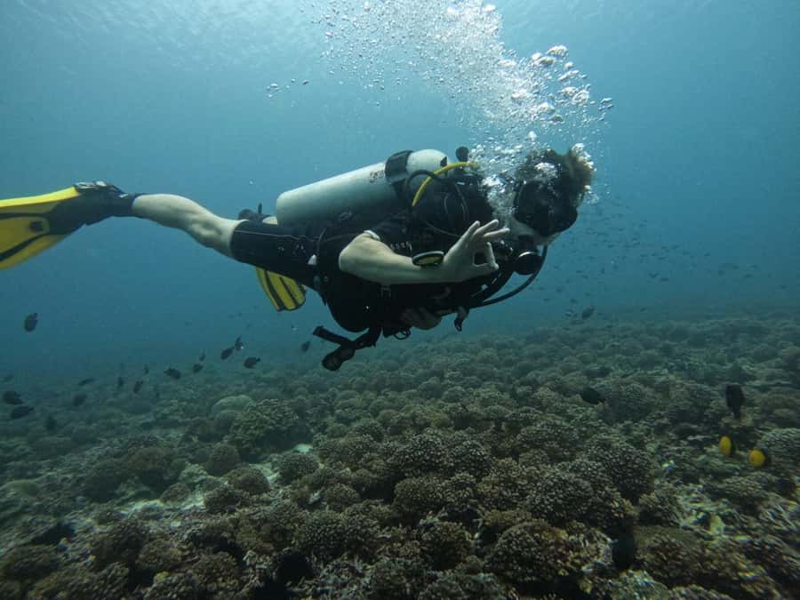 Muscat: Daymaniat Islands Scuba Diving for Beginners - Key points to know before booking