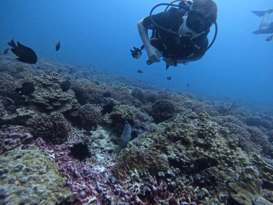 Muscat: Daymaniat Islands Scuba Diving for Beginners - What the first underwater session feels like