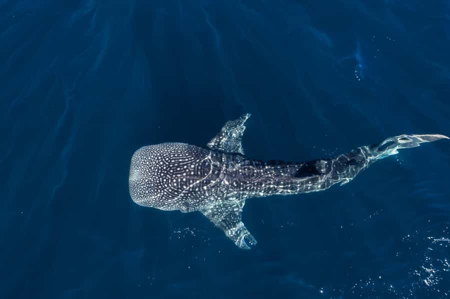 Muscat: Daymaniat Islands Snorkeling Tour with Refreshments - Key points before you book