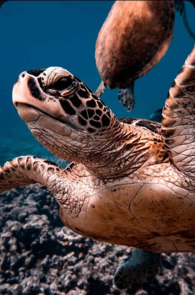 Daymaniat Islands Snorkeling Tour with Refreshments