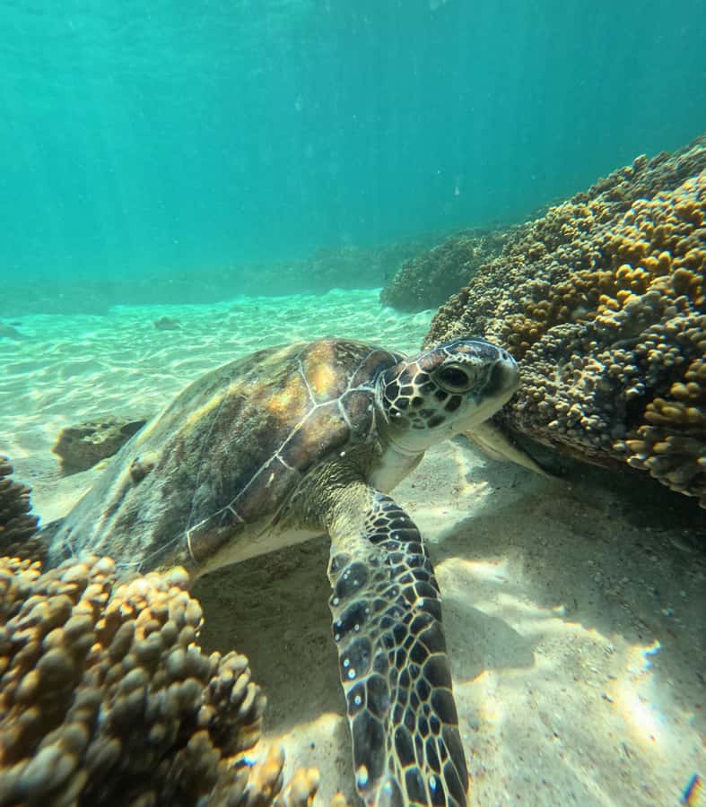 Muscat: Daymaniat Islands Snorkeling Tour with Refreshments - Second stop: deeper water and possible reef sharks