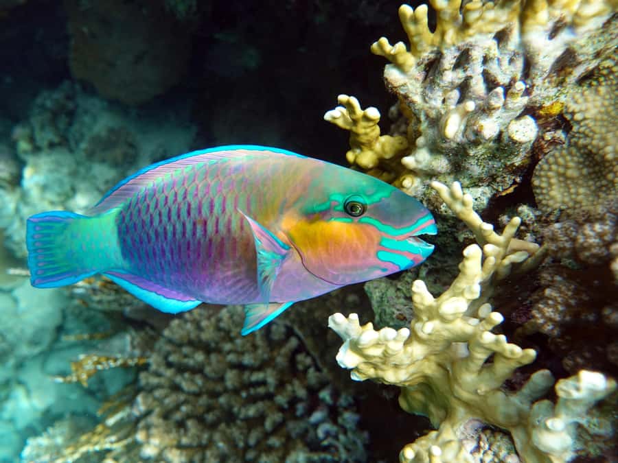Muscat: Daymaniat Islands Snorkeling Tour with Refreshments - A possible third location and beach time