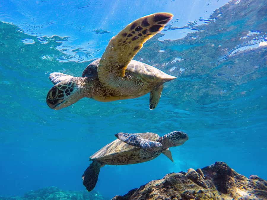 Muscat: Daymaniat Islands Snorkeling Tour with Refreshments - The captains make a real difference